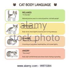 cat body language infographic chart cat poses mean