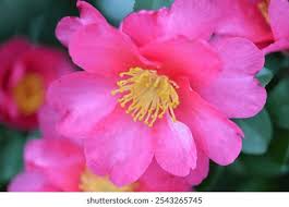 Image result for Theaceae