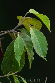 Image result for Dipterocarpaceae