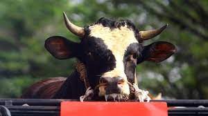 Jenis gigi yang berfungsi untuk mengunyah makanan pada hewan memamah biak. Urutan Sistem Pencernaan Manusia Hewan Ruminansia Sapi Kambing