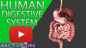 Processing proteins and carbohydrates filtering and processing impurities, drugs and toxins Human Digestive System Made Easy Gastrointestinal System Youtube
