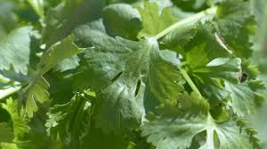 Khasiat ketumbar juga dapat menjaga kesehatan gigi dan mulut. Kaya Akan Vitamin K Ini 7 Manfaat Daun Ketumbar Untuk Kesehatan Kumparan Com
