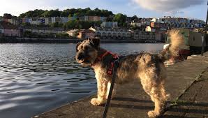 Great Dog Walks in Bristol | Zetland Veterinary Group Latest News ...