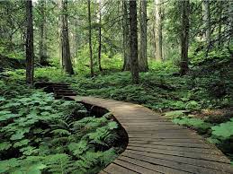 Microsoft windows, playstation 4, and xbox one. Most Beautiful Forest Wallpapers Images Free Download