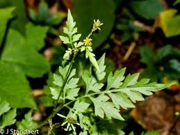 Image result for Bidens bipinnata