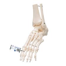 Foot Ankle Skeleton Elastic Mounted 3b Smart Anatomy 1019358 3b Scientific A31 1 Leg And Foot Skeleton Models Human Bone Model Lower Extremities Leg And Foot Teaching Models Skeleton Leg Skeleton Foot The ankle, or the talocrural region, is the region where the foot and the leg meet. 3b scientific