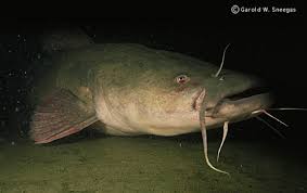 flathead catfish pylodictis olivaris species profile