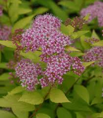 Image result for Spiraea bumalda