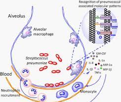Innate Immune Response In Lung Alveolar Macrophages Constitute The Download Scientific Diagram