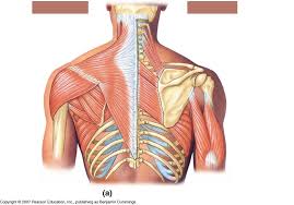 It also covers some common conditions and injuries that can affect the. Anatomy Shoulder And Back Muscles Diagram Quizlet