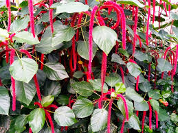 Image result for Acalypha hispida