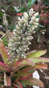 Image result for Aechmea mexicana