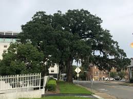 3 key factors are tree species, location and condition. Virginia Street Live Oak Tree Is Worth Protecting Opinion