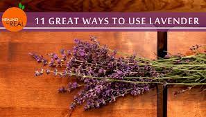 11 Great Ways To Use Lavender Healing For Real Flower Garden Plans Lavender Plant Lavender