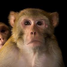 rhesus monkey national geographic