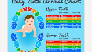 7 Baby Teeth Growth Chart Templates Free Sample Example