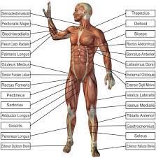Broadly considered, human muscle—like the muscles of all vertebrates—is often divided into striated muscle, smooth muscle, and cardiac muscle. Amazon Com Laminated 24x24 Poster Anatomy Of Human Body Parts Body Parts Names Human Anatomy Human Anatomy Diagram Human Anatomy Everything Else