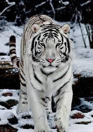 Les Tigres Animaux Photos Animaux Sauvages Animales