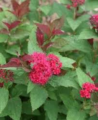 Maybe you would like to learn more about one of these? Spirea How To Grow And Care For Spirea Bushes Garden Design