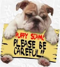 How many puppies can a french bulldog have? Pin On Pet Shipping