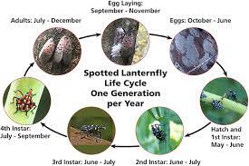 Garden décor to enhance any space. Biology Life Cycle Identification And Dispersion New York State Integrated Pest Management