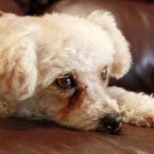 Let us take care of your pet. What S The Cost To Kennel A Dog Petcarerx
