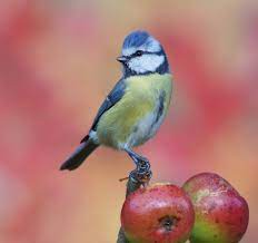 Later, this will keep birds off the ripening fruit. Keep Birds Off Fruit Trees How To Get Rid Of Pest Birds Fruit Harvest Tips