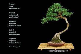 When Designed Design Bonsai Bloom