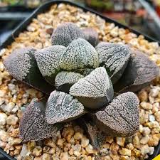 Image result for Pavetta pygmaea