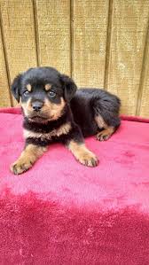 Ask questions and learn about rottweilers at nextdaypets.com. Akc Great Rottweilerpuppies Home Facebook