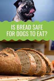Can Dogs Eat Bread Barking Royalty Can Dogs Eat Dog Nutrition Dog Eating