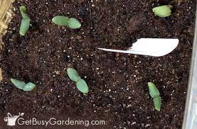 How To Plant Cucumber Seeds A Step By Step Guide When To Plant Cucumbers Cucumber Gardening Cucumber Plant