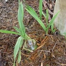 Image result for Eulophia elegans