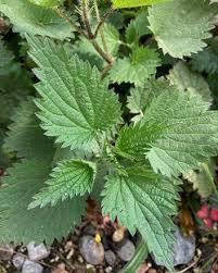 Image result for Urtica