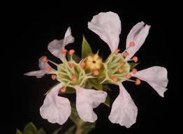 Image result for Anisotes formosissimus