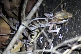 Image result for Alectra picta