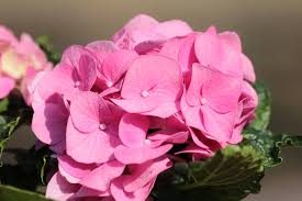 We did not find results for: Pink Hydrangea Close Up Free Stock Photo Public Domain Pictures