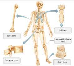 They support the body structurally, protect our vital organs, and allow us to move. Print A P Chapter 6 Bones And Skeletal Tissues Flashcards Easy Notecards