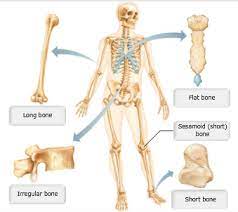 □ with the conversion of the cartilaginous model to a bone model, the perichondrium becomes the periosteum, and further deposition of bone tissue is accomplished by the. Print A P Chapter 6 Bones And Skeletal Tissues Flashcards Easy Notecards