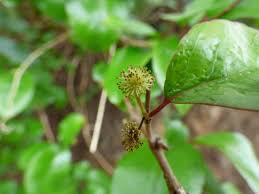 Image result for Flacourtia indica