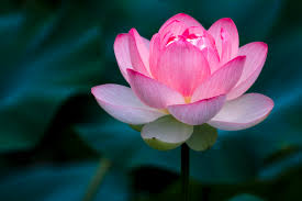 If you want to plant some flowers in your garden then you may have follow some precautions, make sure that these flowers account with the climate of your area. Importance Of The Lotus Flower In Chinese Culture