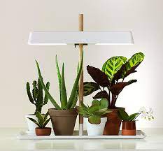 Grow lights play an extremely important role in growing succulents indoor. Kekkila Plant Lighting Plants Indoor Plants