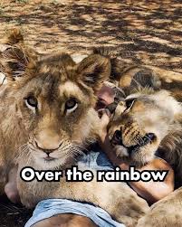 Dean Schneider On Instagram How Much Time Do You Spend With Your Family Who Do You See As Your Family Animal Hugs Unlikely Animal Friends Cute Animals