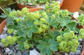 Image result for Alchemilla johnstonii