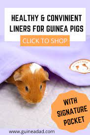 Pin On Guinea Pig Care Tips