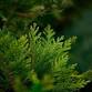 Medicinal Wild Plant Walk & Workshop