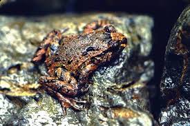 Image result for Maerua andradae