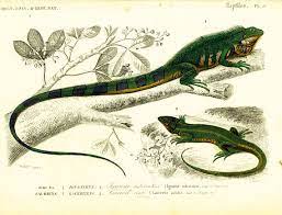 1861 Reptiles Green Lizard Iguana Antique Print Hand Colored Etsy Scientific Drawing Reptiles Lizard