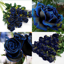 Rosen sieht man oft als edle pflanze, ohne fehler. Pflanzen Samereien Zwiebeln Midnight Blue Rose Seed Garten Blumensamen Dekor Seltene Gartenpflanze Onebitjr Com Br