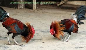 More images for primbon jawa adu ayam » 16 Arti Mimpi Melihat Orang Adu Ayam Menurut Islam Dan Primbon Jawa Lengkap Arti Mimpi Islam Primbon